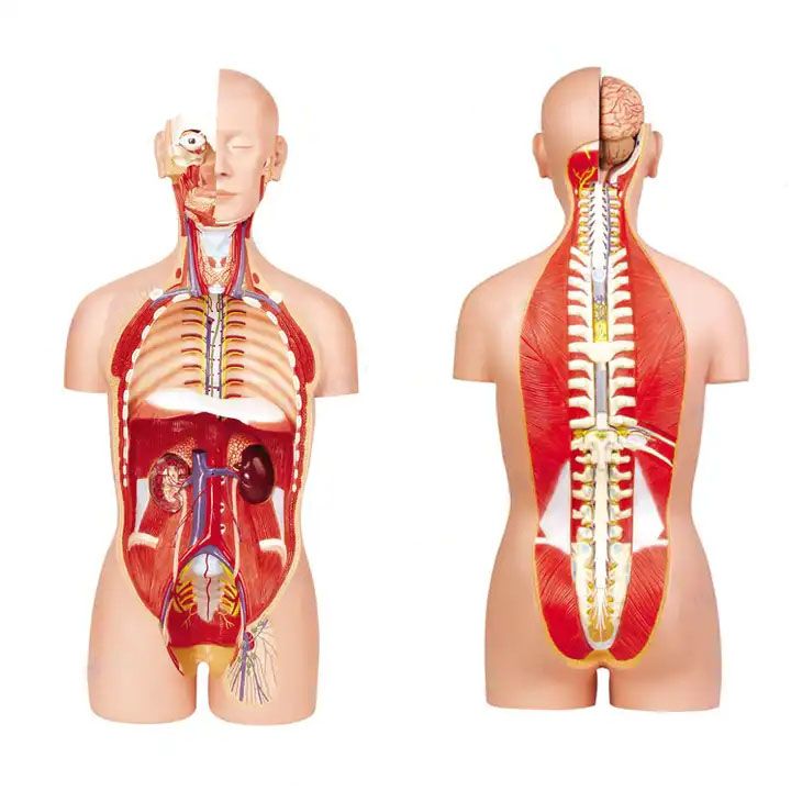 Classic unisex torso,85cm,17-parts human anatomy model