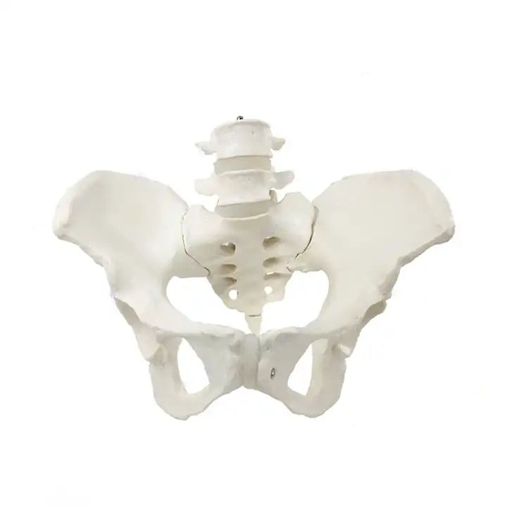 Female pelvic girdle 4 and 5 lumbar models