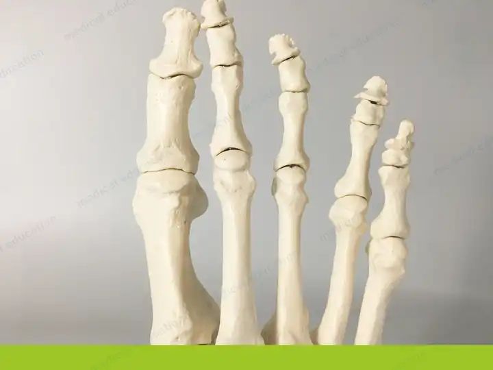 High-end 1-1 bone removable magnet connection human skeleton model
