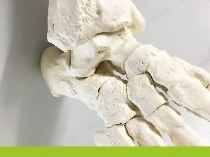 High-end 1-1 bone removable magnet connection human skeleton model