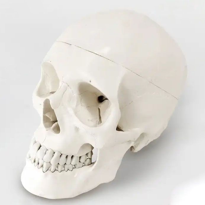 3 Parts simulation skull human model life- size skull model