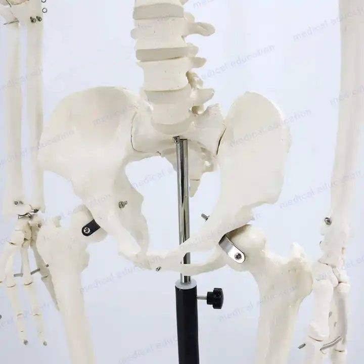 170cm human educational model articulated human skeleton model