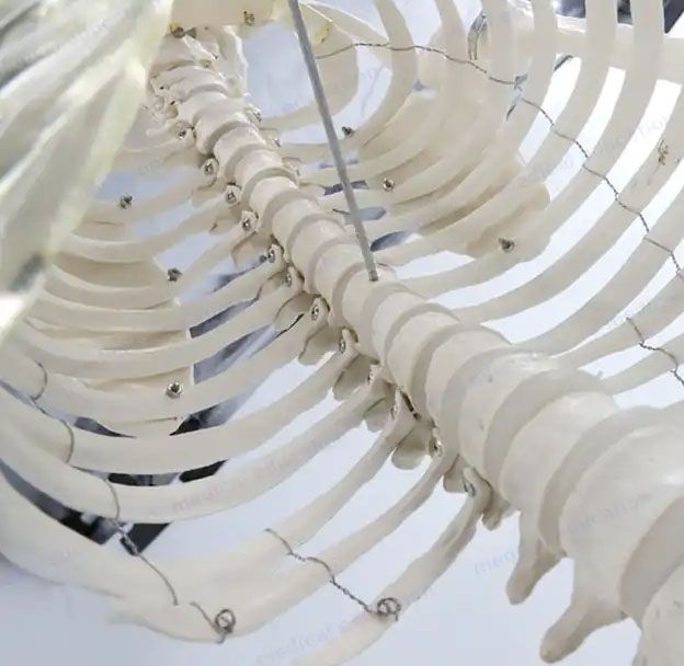 170cm human educational model articulated human skeleton model